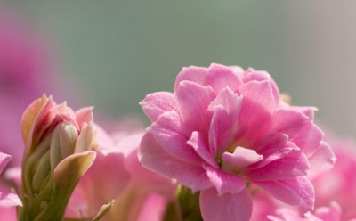 长寿花的种类有哪些 盘点六大常见的长寿花