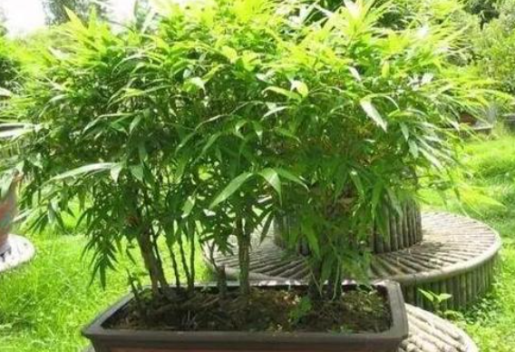 罗汉竹盆景怎么养
