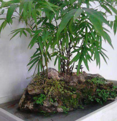罗汉竹盆景怎么养