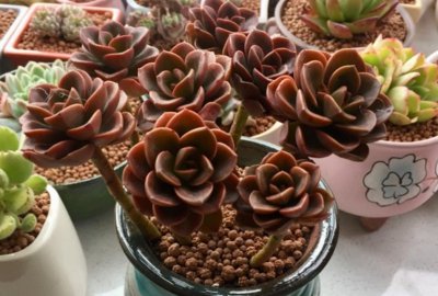 夏季多肉植物怎么养 教你正确养护多肉的方法