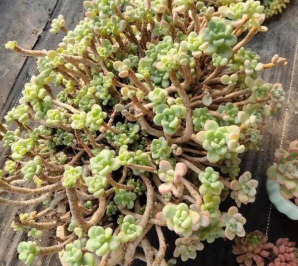 夏季多肉植物怎么养