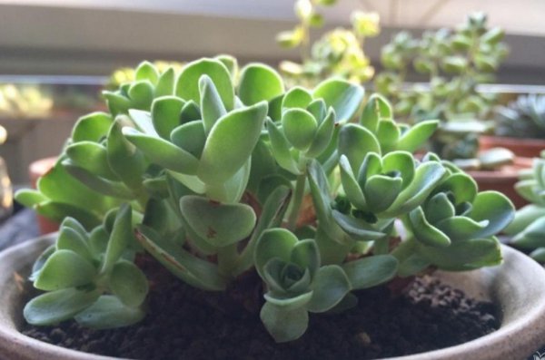 夏季多肉植物怎么养