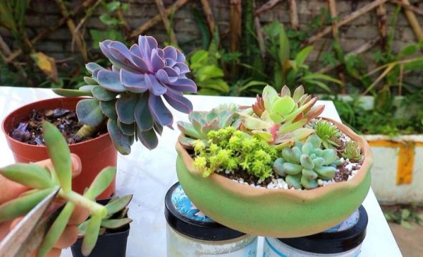 夏季多肉植物怎么养