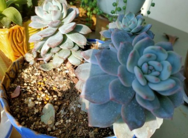夏季多肉植物怎么养