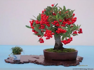红果树盆景怎么养 红果树盆景栽培技术