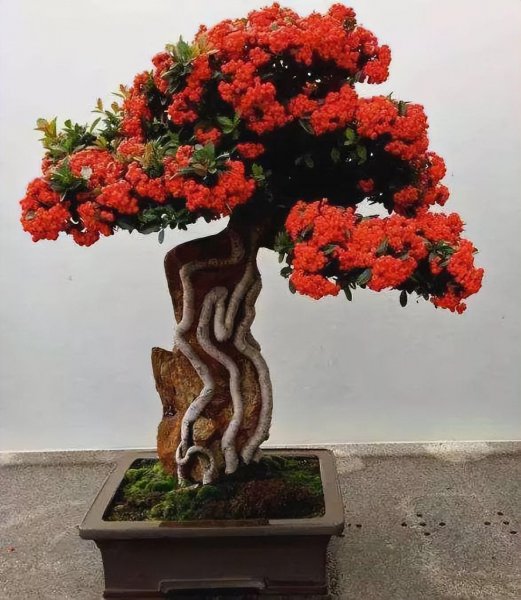 红果树盆景怎么养