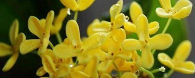 如何养好桂花盆栽 四季桂花的养殖方法讲解