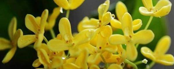 如何养好桂花盆栽