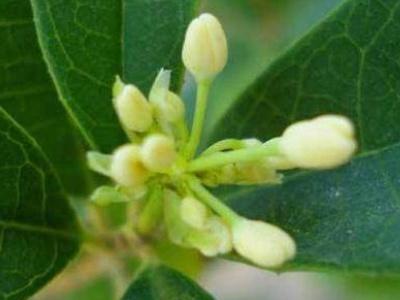 如何养好桂花盆栽