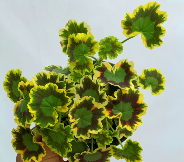 天竺葵什么品种全年开花