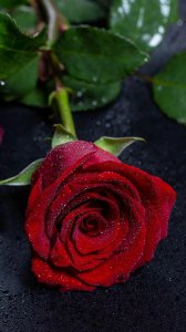 四朵玫瑰花代表什么意思 不同朵数玫瑰花的含义