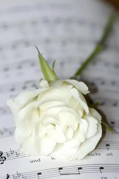 四朵玫瑰花代表什么意思