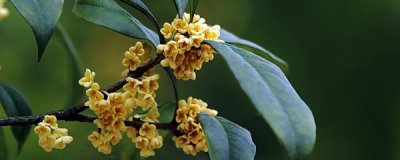 桂花树怎么养殖 桂花树盆栽的养殖方法和注意事项