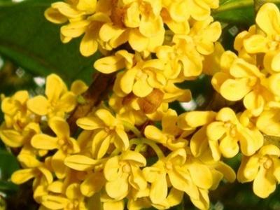 桂花树怎么养殖