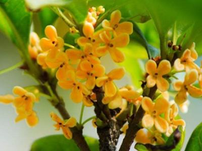 桂花树怎么养殖
