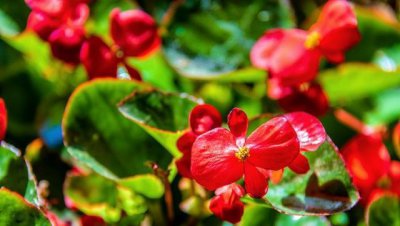 四季海棠花的寓意是什么 四季海棠花代表的含义