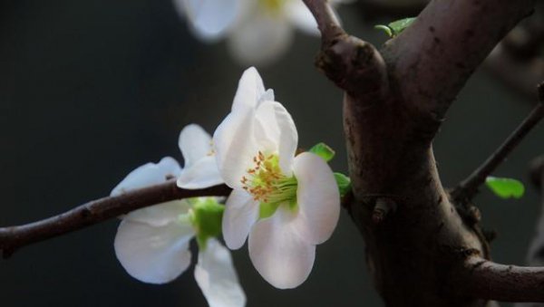 四季海棠花的寓意是什么