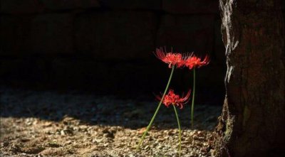 彼岸花的寓意是什么 关于彼岸花的真正花语