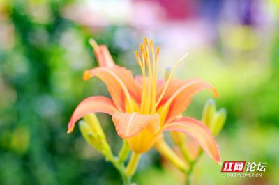 萱草的寓意是什么意思 了解萱草花表达的含义