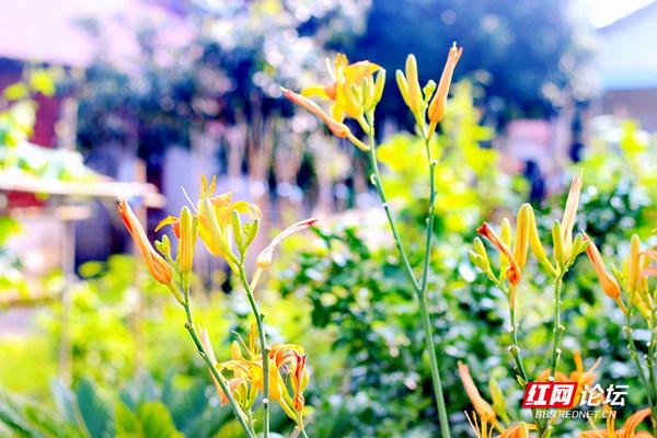 萱草的寓意是什么意思