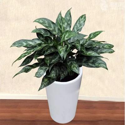 黑美人绿植怎么养