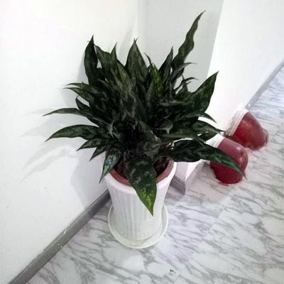 黑美人绿植怎么养
