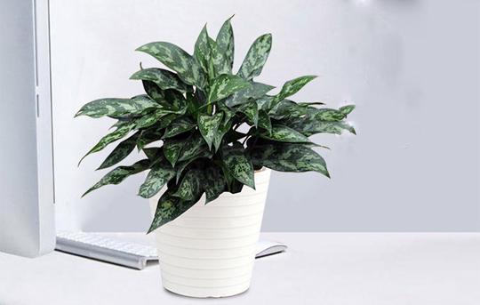 黑美人绿植怎么养