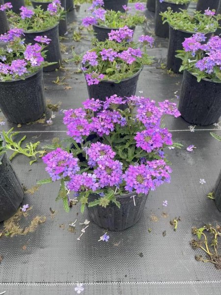 美人樱的花语是什么