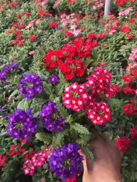 美人樱的花语是什么