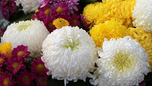 菊花的花语是什么