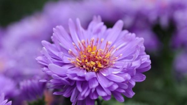 菊花的花语是什么