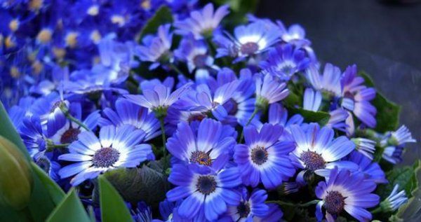 菊花的花语是什么