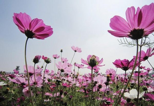 菊花的花语是什么