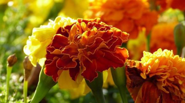 菊花的花语是什么