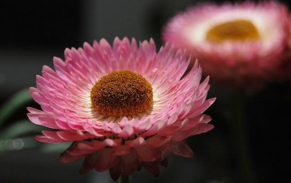 菊花的花语是什么