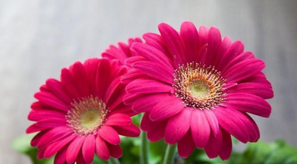 菊花的花语是什么