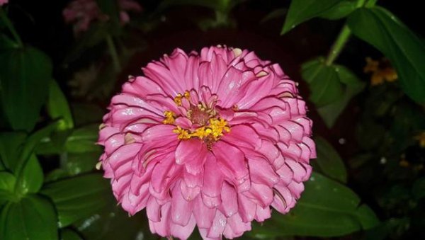 菊花的花语是什么