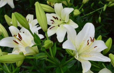 百合花代表的花语是什么 百合花的寓意及象征