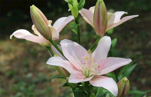 百合花代表的花语是什么