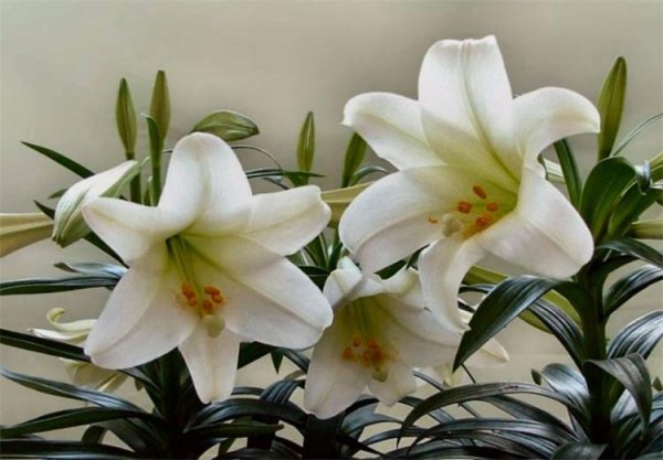 百合花代表的花语是什么