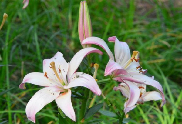 百合花代表的花语是什么