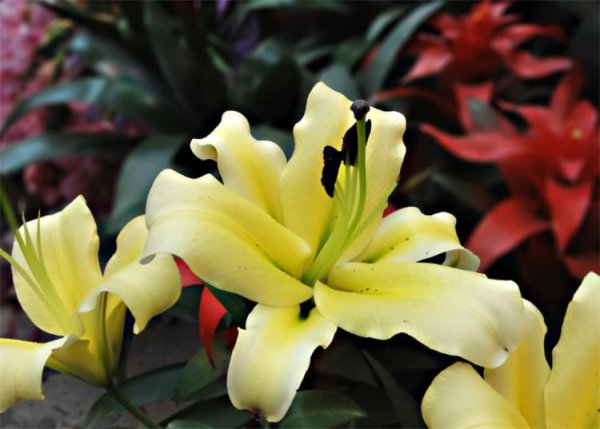 百合花代表的花语是什么