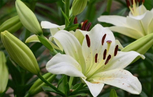 百合花代表的花语是什么