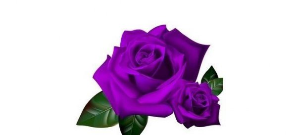 紫玫瑰的花语是什么意思