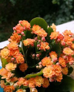 种长寿花用什么土养最好 分享长寿花配土方法