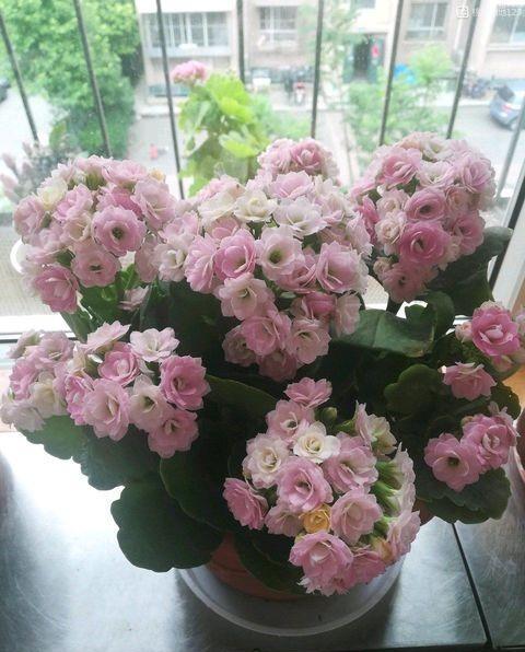种长寿花用什么土养最好