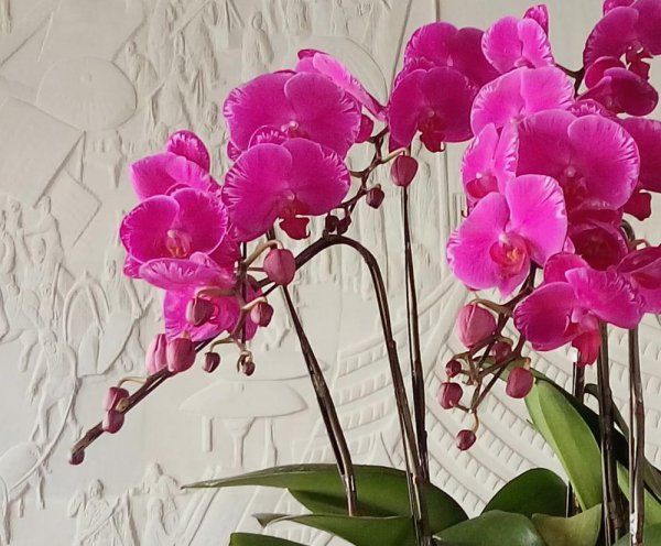 蝴蝶兰花如何浇水