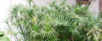 水竹怎么养才能更旺盛 盆栽水竹的养殖方法