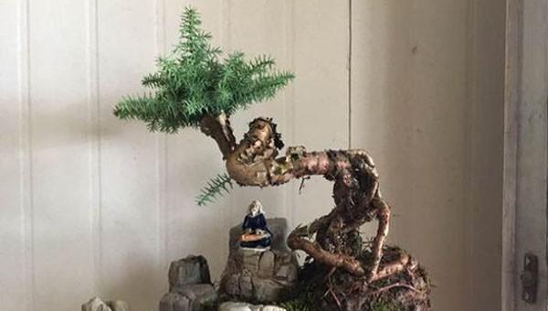 澳洲杉盆景怎么修剪