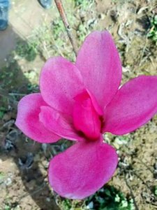 玉兰花怎么养才长得好 玉兰花盆栽养护管理